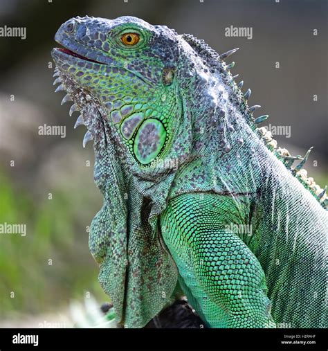 'iguana' Search .